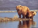  Bear wallpaper