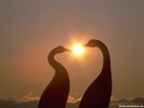  Bird wallpaper