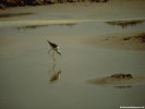  Bird wallpaper