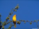  Bird wallpaper