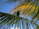 Crow Bird wallpaper