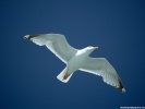 Seagull Bird wallpaper