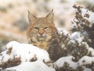  Bobcat wallpaper