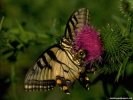 Butterfly wallpaper