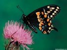  Butterfly wallpaper