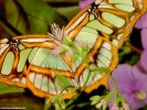  Butterfly wallpaper