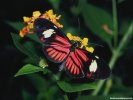  Butterfly wallpaper