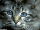  Cat wallpaper