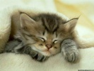  Cat wallpaper