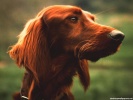  Dog wallpaper