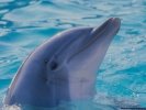  Dolphin wallpaper