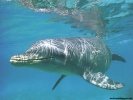  Dolphin wallpaper