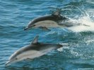  Dolphin wallpaper