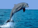  Dolphin wallpaper
