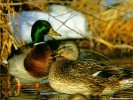  Duck wallpaper