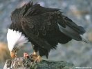  Eagle wallpaper