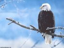  Eagle wallpaper