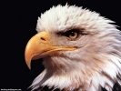  Eagle wallpaper