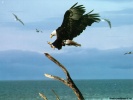  Eagle wallpaper