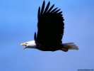  Eagle wallpaper