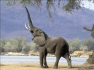  Elephant wallpaper