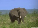  Elephant wallpaper