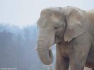  Elephant wallpaper