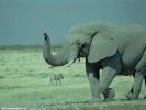  Elephant wallpaper