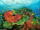  Fish wallpaper