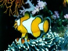  Fish wallpaper