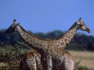  Giraffe wallpaper