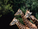  Giraffe wallpaper
