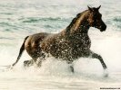  Horse wallpaper