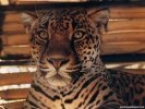  Jaguar wallpaper