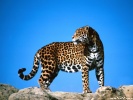  Jaguar wallpaper