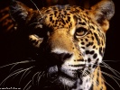  Jaguar wallpaper