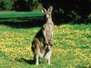  Kangaroo wallpaper