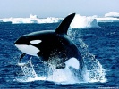  Killer Whale wallpaper