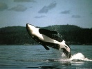 Killer Whale wallpaper