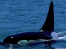  Killer Whale wallpaper