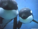  Killer Whale wallpaper