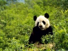  Panda wallpaper