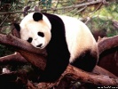  Panda wallpaper