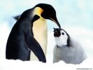  Penguin wallpaper