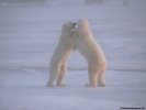  Polar Bear wallpaper