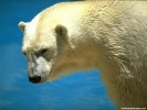  Polar Bear wallpaper