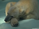  Polar Bear wallpaper