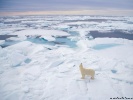  Polar Bear wallpaper