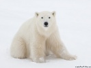  Polar Bear wallpaper
