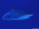  Shark wallpaper